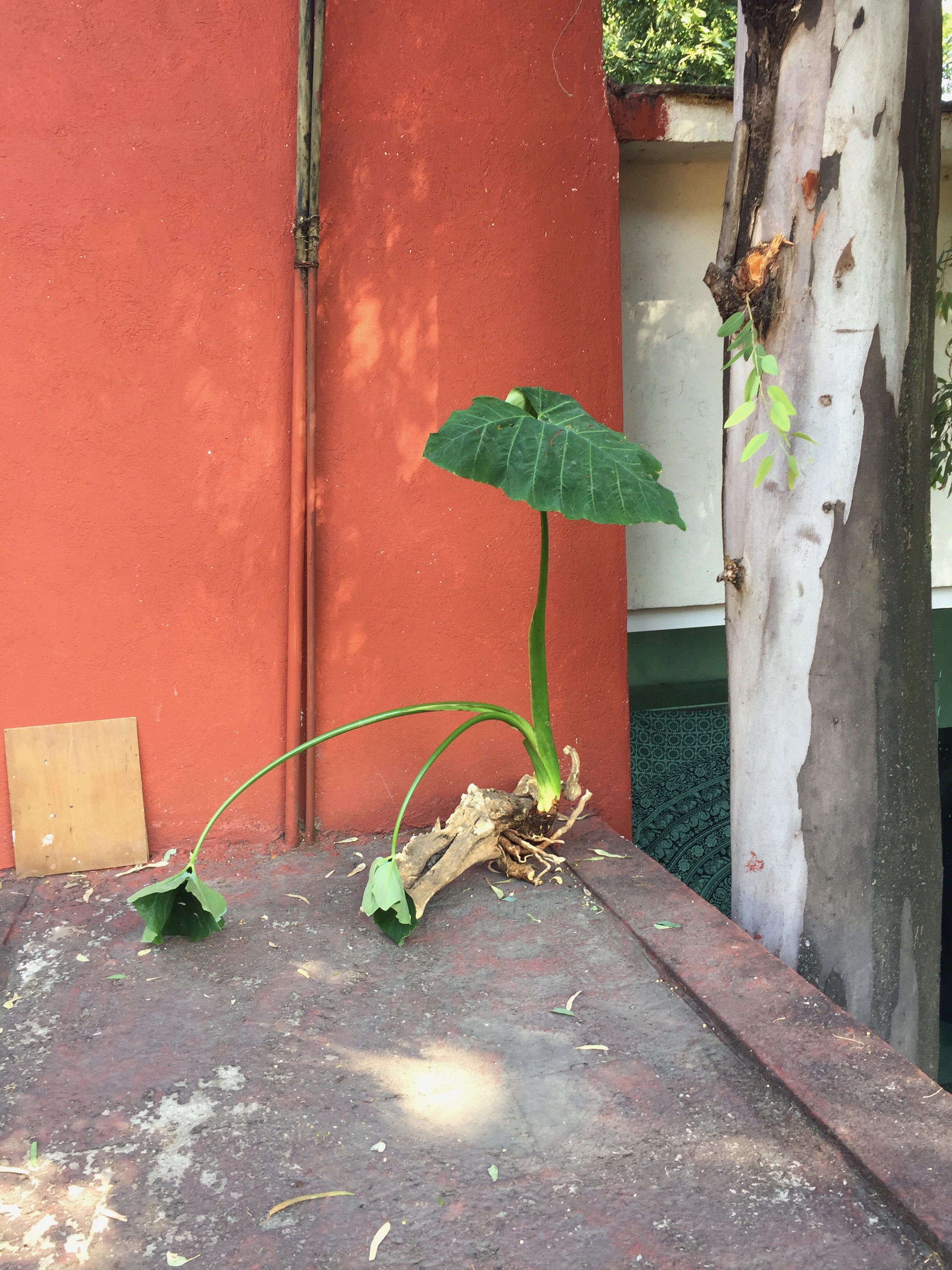 Taro plant