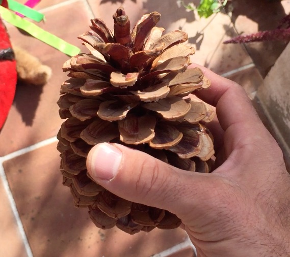 pinecone.jpg